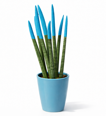 çanakkale sansevieria paşa kılıcı bitki sansevieria çiçek