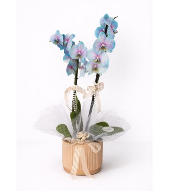 mavi orkide, 2 dal orkide, kırçıllı orkide siparişi