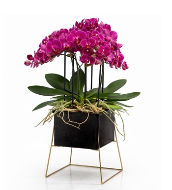 bellissimo orkide, gold standlı orkide, lüks orkide tasarım