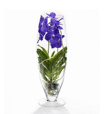 mavi vanda orkide, cam vazoda vanda, ansu orkide,