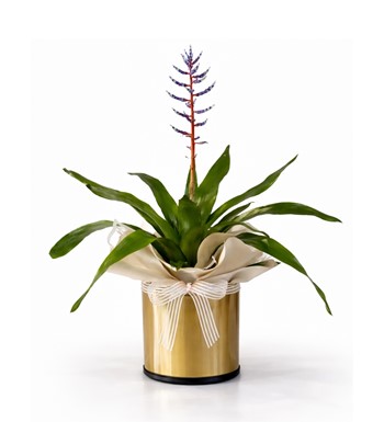 aechmea blue rain, tropikal salon bitkisi,