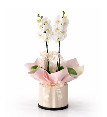 2 dal beyaz orkide, beyaz orkide saksı, premium orkide