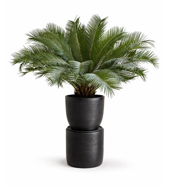 dev boy cycas, sago palmiyesi, salon palmiyesi, büyük saksı