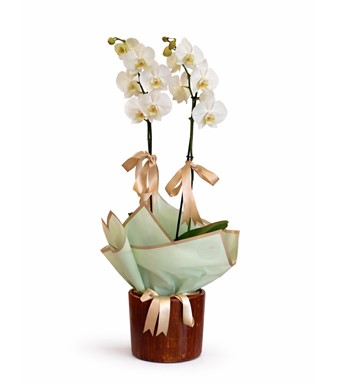 2 dal beyaz orkide, phalaenopsis orkide, çift dallı orkide,