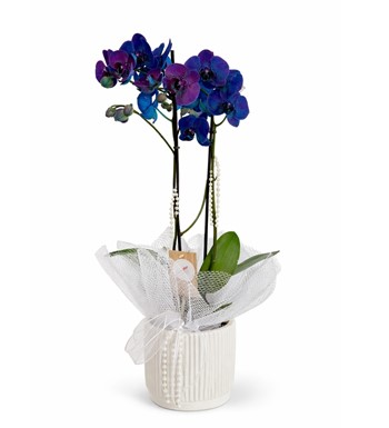 mavi orkide, mor orkide, çift dal orkide