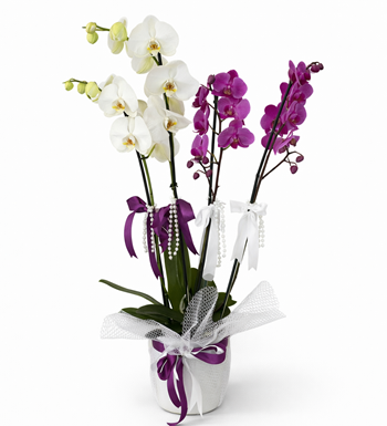 çift renk orkide aranjmanı, beyaz mor orkide tasarımı,