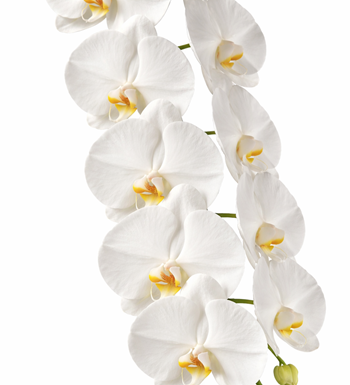 beyaz orkide, formidablo orkide, lüks orkide