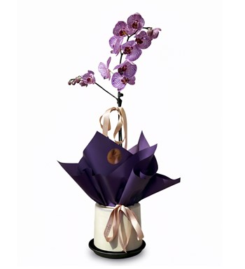 orkide gönder, sade çiçek, şık orkide