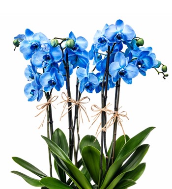 mavi orkide, premium orkide, orkide aranjmanı,