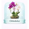 Orkideler