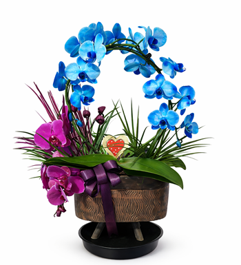mavi orkide, orkide aranjmanı, çiçek aranjmanı