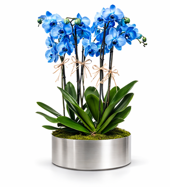 mavi orkide, premium orkide, orkide aranjmanı,