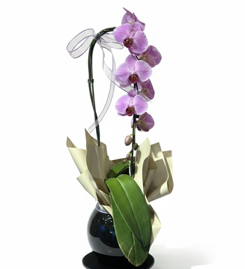 cascade orkide, sarkık orkide, premium orkide