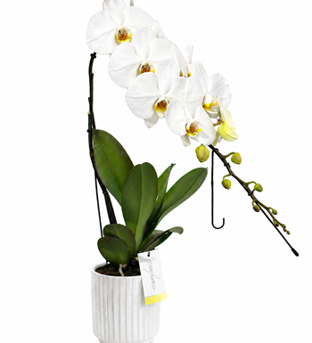 beyaz orkide, formidablo orkide, lüks orkide