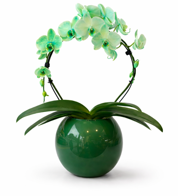 yeşil orkide, çember orkide, phalaenopsis orkide,