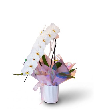 beyaz orkide, premium orkide, phalaenopsis orkide, lüks