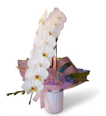 beyaz orkide, premium orkide, phalaenopsis orkide, lüks