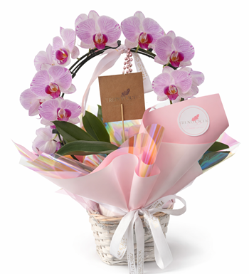 pembe çember orkide, halka orkide, sepetli orkide,