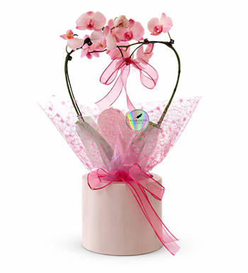 kalp orkide phalaenopsis orkide