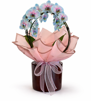 mavi orkide, kırçıllı orkide, çember orkide, phalaenopsis