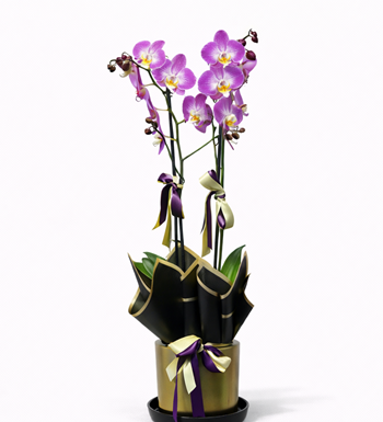 renkli orkide, orkide saksı, premium orkide
