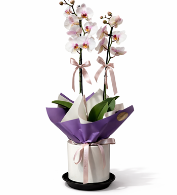 pastel beyaz orkide, 2 dal orkide, premium orkide, orkide
