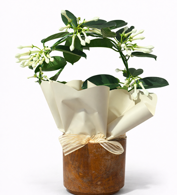 yasemin saksı çiçek